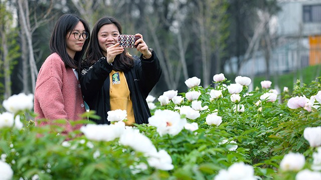 赏花踏青正当时