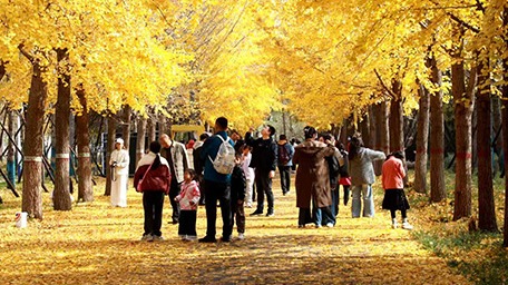 河北经贸大学：金秋银杏节打造多元育人新场域