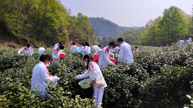 学生志愿助农采茶