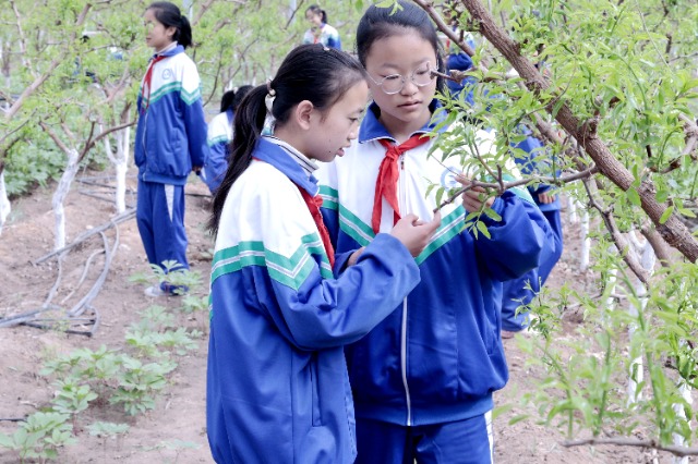 学生观察温室枣树发芽.JPG 学生观察温室枣树发芽.JPG