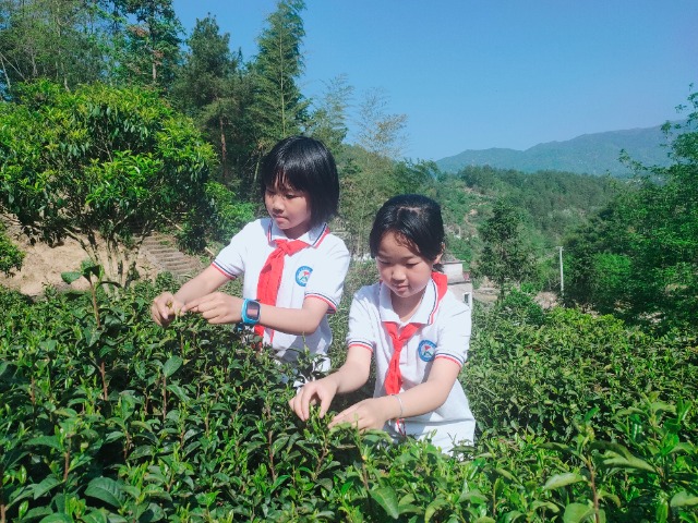 谷雨将至，正是采制春茶的最佳时期，身处茶乡的潜山市彭河学校迎来了一年一度的“春茶采摘活动日”同学们纷纷化身小茶农，提着箩筐，穿梭在层层叠叠的茶垄间，感受着劳动的辛苦。.jpg