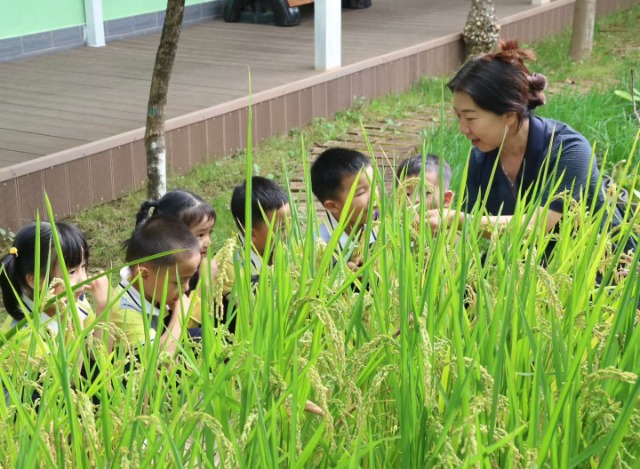 姚安县幼儿园小朋友听园长讲解稻谷的成长过程。吴艳芹摄.jpg