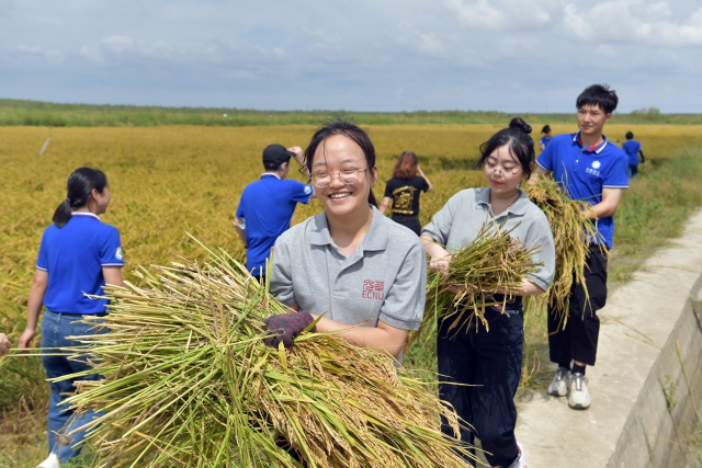 学生收割稻米 (1).jpg