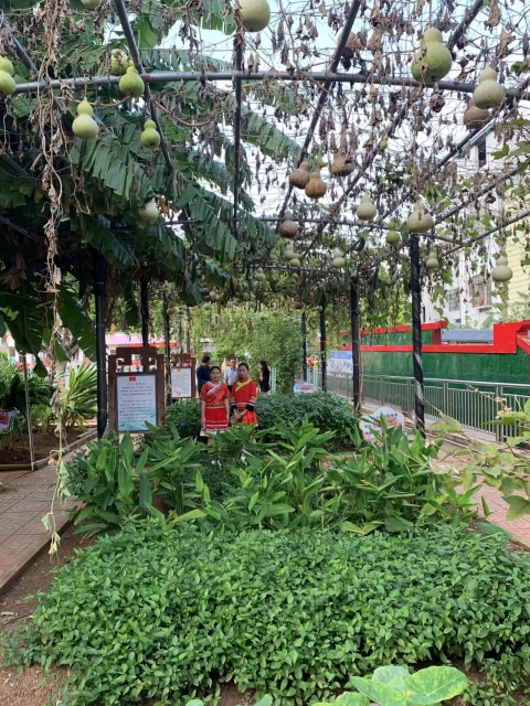 p24广西壮族自治区贵港市蒙公乡高占小学的种植园 雷湘竹 供图.jpg