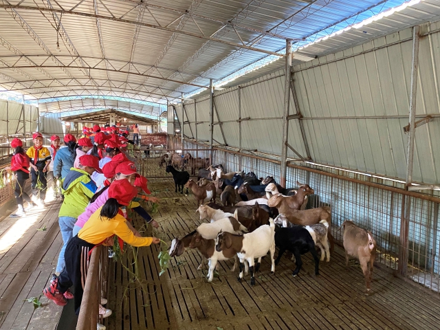 学生们在养殖场给羊喂食（学校供图）.jpg