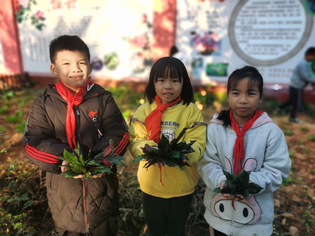学生在采摘自己种植的染料植物（学校供图）.jpg