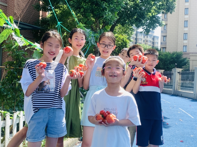 图为暑托班的学生在校园劳动基地采摘西红柿 北仑区教育局供图.jpg