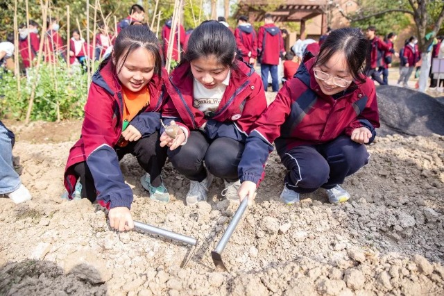 鄞州中学学生在校园农场享受种植的乐趣 学校供图.jpg 鄞州中学学生在校园农场享受种植的乐趣 学校供图.jpg