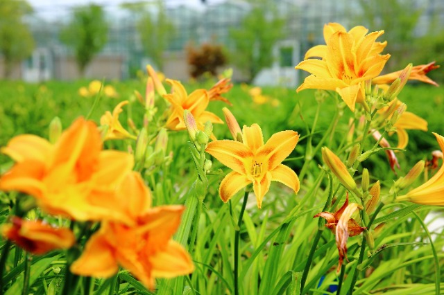 校地携手让小小萱草花释放大能量。学校供图