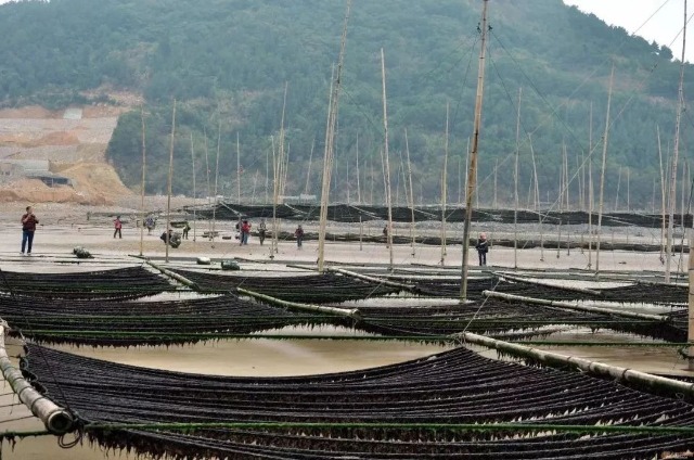 宁波大学团队指导当地养殖户进行紫菜养殖 学校供图.jpg