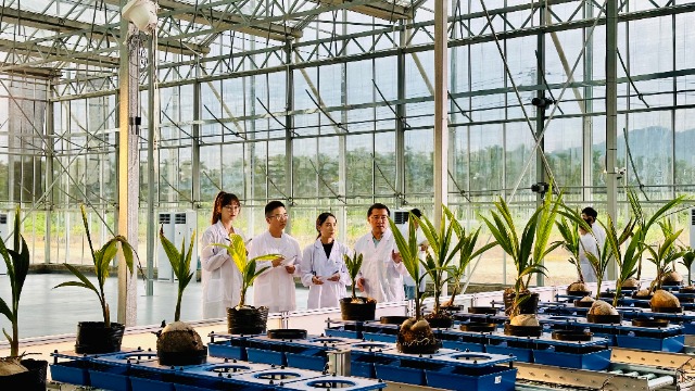 海南大学罗杰教授科研团队在热带农业学科表型分析平台研究椰子基因组学。(学校供图).jpg 海南大学罗杰教授科研团队在热带农业学科表型分析平台研究椰子基因组学。(学校供图).jpg