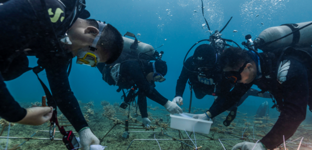 海南大学科研团队在三亚海底进行珊瑚种植。(学校供图).png 海南大学科研团队在三亚海底进行珊瑚种植。(学校供图).png