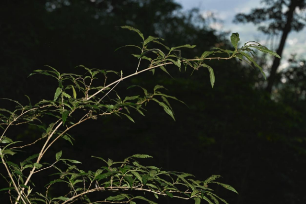 广西大学科研团队发现“灭绝植物”罗浮紫珠