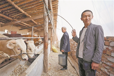 甘肃临夏：外出打工12年的马主麻回乡养牛羊了